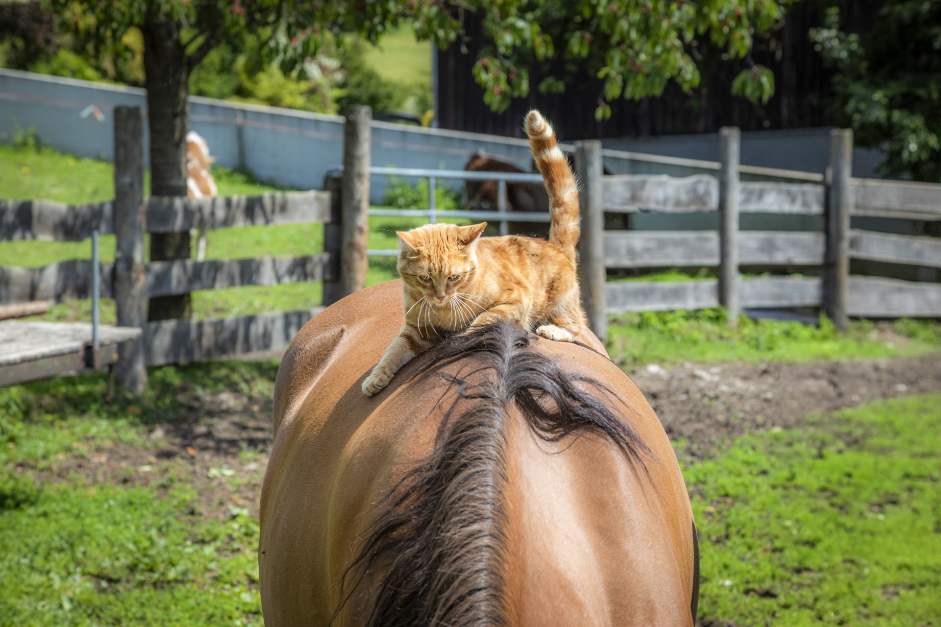 Katze auf Pferd der Ferienwohnung Maierlehen